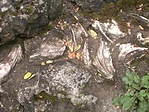 Megkövült állatmaradványok Megkövült állatmaradványok