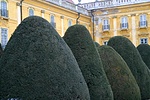 Bozótos Bozótos