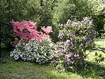 Rododendron Rododendron
