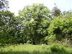 Park tölggyel Park tölggyel