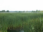 A mocsár, háttérben Rákoskeresztúr A mocsár, háttérben Rákoskeresztúr