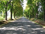 Gesztenyesor Gesztenyesor