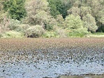 A Holt-Tisza növényekkel borítva A Holt-Tisza növényekkel borítva