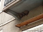 Fecskef�szkek