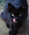 Miau! Miau!