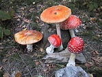 Légyölő galóca Légyölő galóca