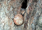 A láda néhai Őre A láda néhai Őre