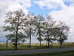Parav�n