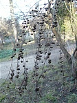 Securinega suffruticosa Securinega suffruticosa