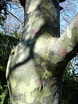 Pinus bungeana Pinus bungeana