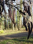 Kolbászfa :-) Kolbászfa :-)