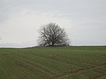 A mező "őre" A mező "őre"