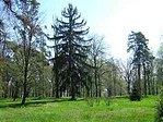 Egy szép fenyő Egy szép fenyő