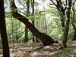Rejtekadó erdő Rejtekadó erdő
