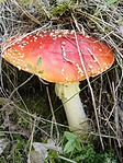 Légyölő galóca a Geofa (GCGEOF) és a Kőhodály (GCKOHO) között félúton Légyölő galóca a Geofa (GCGEOF) és a Kőhodály (GCKOHO) között félúton