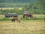 Szamár-öszvér-ló-traktor
