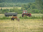 Szamár-öszvér-ló-traktor Szamár-öszvér-ló-traktor