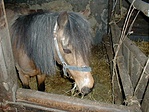 Póni II. Póni II.
