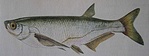 Garda (<I>Pelecus cultratus</I>) Garda (<I>Pelecus cultratus</I>)