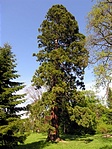 mamutfenyő mamutfenyő