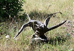 Fa "agancs" az 1. pont közelében (foto: 2004. augusztus 13.) Fa "agancs" az 1. pont közelében (foto: 2004. augusztus 13.)