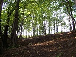A rejtekt�l az erd� sz�le