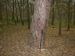 A rejtekadó fa