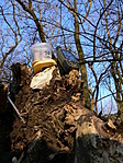 41. Tatabánya, kilátó közelében 41. Tatabánya, kilátó közelében