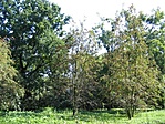 parkr�szlet 1