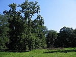 parkr�szlet 2