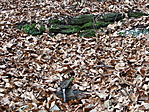 Gyertyán-forrás Gyertyán-forrás