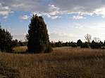 Borókás 2 Borókás 2