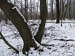125. állomás: Széki erdő 125. állomás: Széki erdő