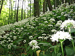 A medvehagyma bársony A medvehagyma bársony
