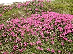 Rhododendronok Rhododendronok