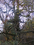 vadászles vadászles
