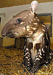 A tapír