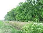 A parkerdő A parkerdő