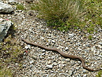 Helyi állatvilág: Keresztes vipera Helyi állatvilág: Keresztes vipera