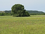 A ládát rejtő facsoport a Fóti Somlyó alatt. A ládát rejtő facsoport a Fóti Somlyó alatt.