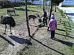 emu, �z, kecske, bari
