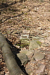 Árnyas-forrás Árnyas-forrás