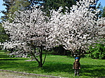 Tulipánfa Tulipánfa