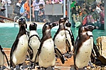 Pápaszemes pingvinek (2012.03.15.)