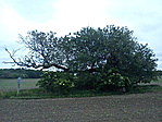 4. állomás - tiszaigari "Mátyás Király Fája" 4. állomás - tiszaigari "Mátyás Király Fája"