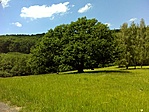 6. Állomás - Nagy-Halmaj rét - kocsánytalan tölgy 6. Állomás - Nagy-Halmaj rét - kocsánytalan tölgy