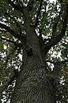 18. állomás - Tölgyfa Szentlőrinc szomszédságában 18. állomás - Tölgyfa Szentlőrinc szomszédságában