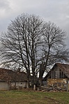 27. Böde, szőlőhegy - szelídgesztenyefa 27. Böde, szőlőhegy - szelídgesztenyefa