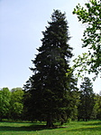 37. állomás: Jegenyefenyő a füzérradványi külső kastélyparkban 37. állomás: Jegenyefenyő a füzérradványi külső kastélyparkban