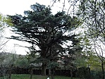 35. állomás - Libanoni cédrus 35. állomás - Libanoni cédrus